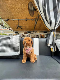 Dolores But You Can Call Me Lolita: Dine on Fusion Flavors in a Historic Brickell Building image 9