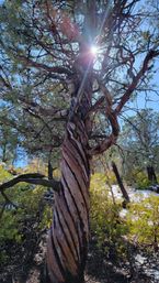 The Vortex Odyssey Adventure: Private Healing Energy & Sedona Vortex Tour image 2