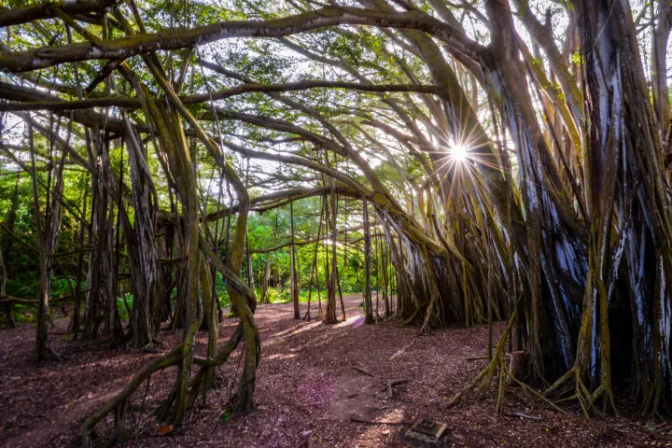 Complete Island Adventure: Best Oʻahu Full Island Tour image 9