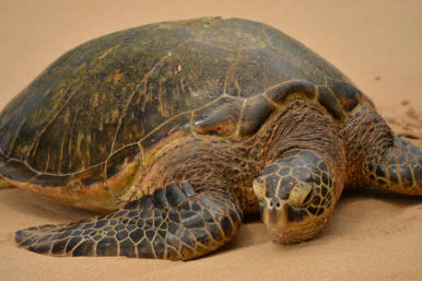 Complete Island Adventure: Best Oʻahu Full Island Tour image 5