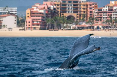 Private Whale Watching Tour image 2