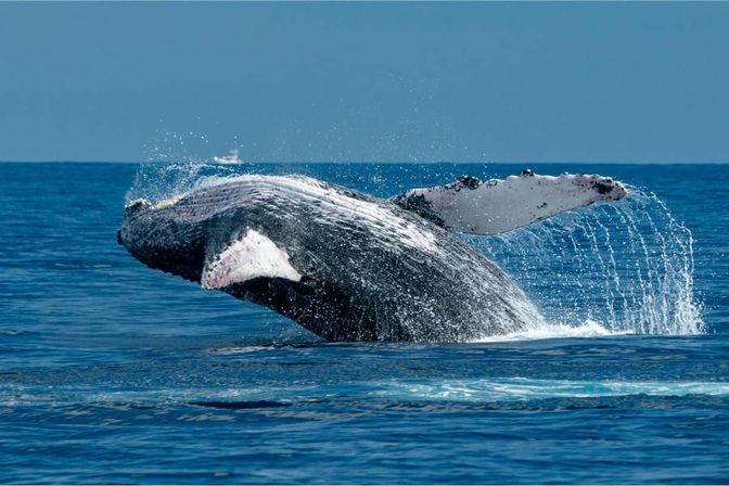 Private Whale Watching Tour image 4