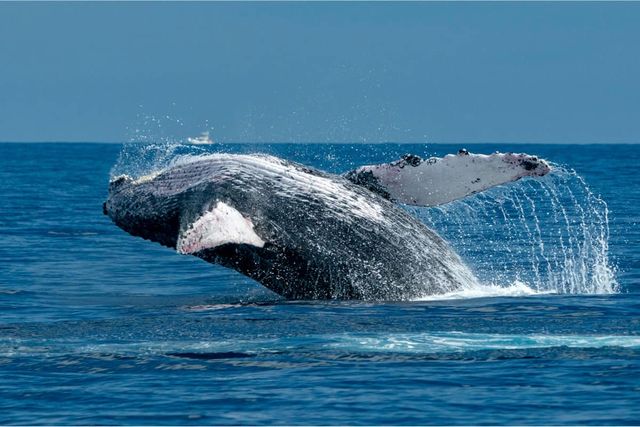 Private Whale Watching Tour image 4