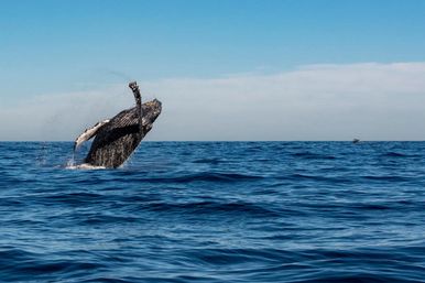 Private Whale Watching Tour image 5