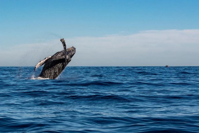 Private Whale Watching Tour image 5