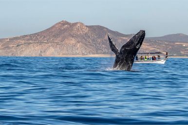 Private Whale Watching Tour image 3