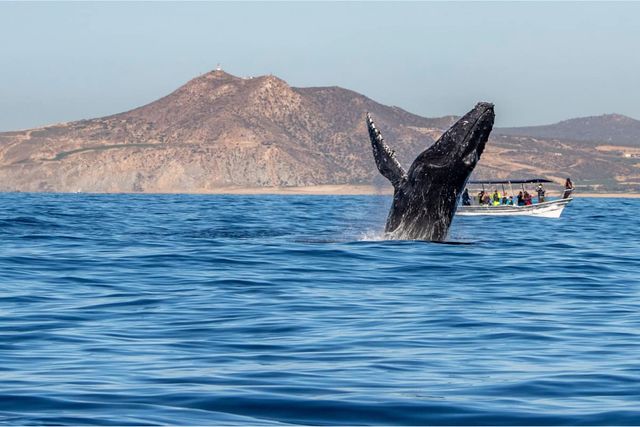 Private Whale Watching Tour image 3