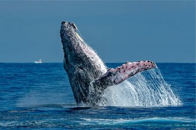 Private Whale Watching Tour image 1