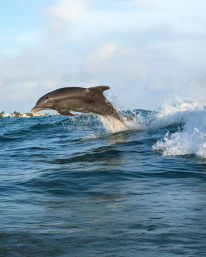 Jetting Through Dolphin Territory: A Two-Hour Jet Ski Dolphin Adventure in the Atlantic image 5