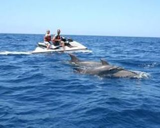 Jetting Through Dolphin Territory: A Two-Hour Jet Ski Dolphin Adventure in the Atlantic image 3