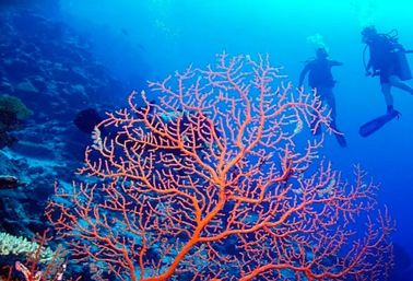 Private Boat Charter: Half or Full Day Rental with Snorkeling, Swimming, Exploring & More image 5