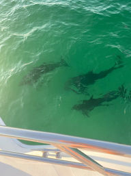 4-Hour Luxury Yacht Sunset & Dolphin Cruise (Up to 12 People) image 10