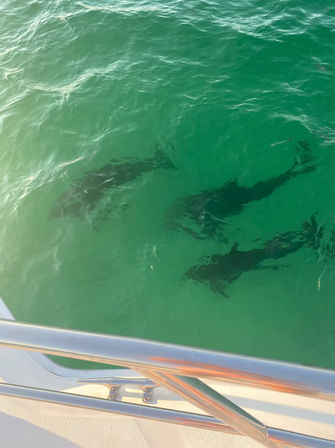 4-Hour Luxury Yacht Sunset & Dolphin Cruise (Up to 12 People) image 10