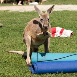 Kangaroo Yoga Session with Certified Instructor (Up to 25 People) image 9