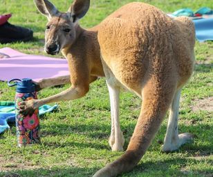 Kangaroo Yoga Session with Certified Instructor (Up to 25 People) image 4