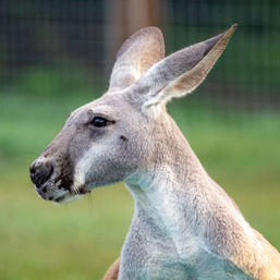 Kangaroo Yoga Session with Certified Instructor (Up to 25 People) image 2