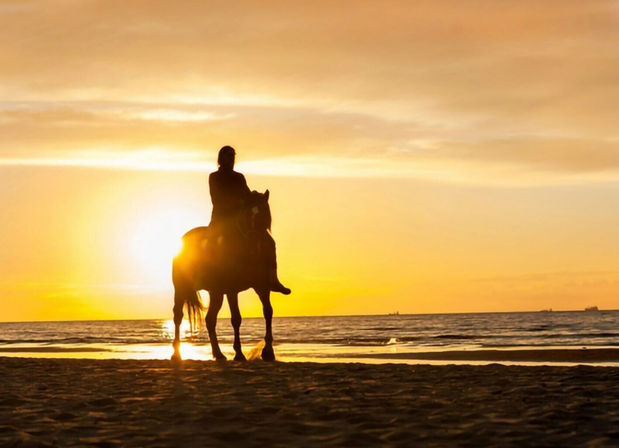 Horseback Riding On The Beach for Beginner, Intermediate & Advanced Riders image 8