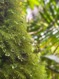 Full Day El Yunque Rainforest Tour: Swim, Hike & Enjoy Incredible Views image 12