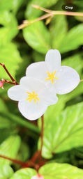 Full Day El Yunque Rainforest Tour: Swim, Hike & Enjoy Incredible Views image 10