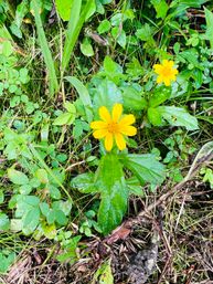 Full Day El Yunque Rainforest Tour: Swim, Hike & Enjoy Incredible Views image 9