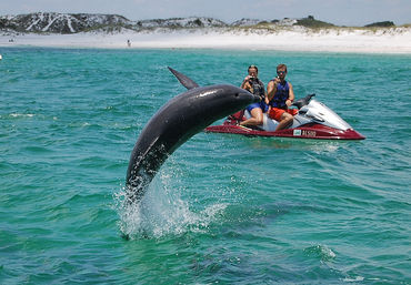 Jet Ski Tours in Destin & Fort Walton Beach: Ride with Dolphins & Explore Islands image 1