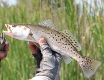 Hooked on the Bayou: New Orleans Kayak Fishing Charter Tour at Bayou Bienvenue image 8