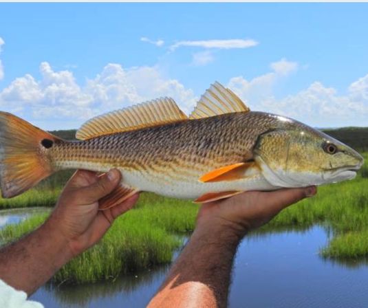 Hooked on the Bayou: New Orleans Kayak Fishing Charter Tour at Bayou Bienvenue image 10