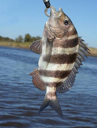 Hooked on the Bayou: New Orleans Kayak Fishing Charter Tour at Bayou Bienvenue image 4