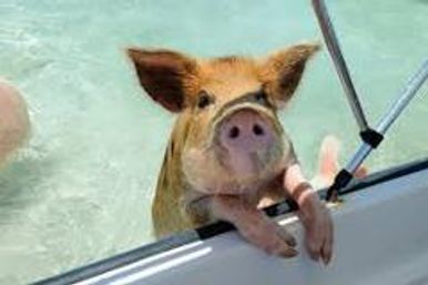 Snorkel wTurtles and  Swimming Pigs in Nassau Bahamas image 6