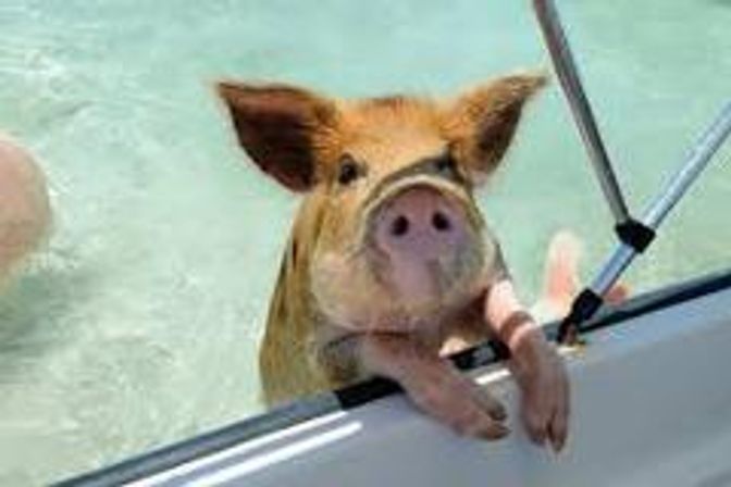 Snorkel wTurtles and  Swimming Pigs in Nassau Bahamas image 6