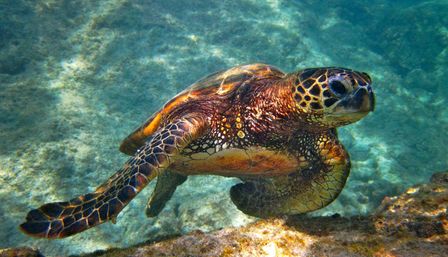 Snorkel wTurtles and  Swimming Pigs in Nassau Bahamas image 3