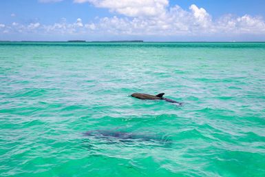 Florida Keys Party Boat with Snorkeling Equipments, Lily Pads, Floaties, Cooler and More image 12