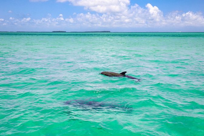 Florida Keys Party Boat with Snorkeling Equipments, Lily Pads, Floaties, Cooler and More image 12