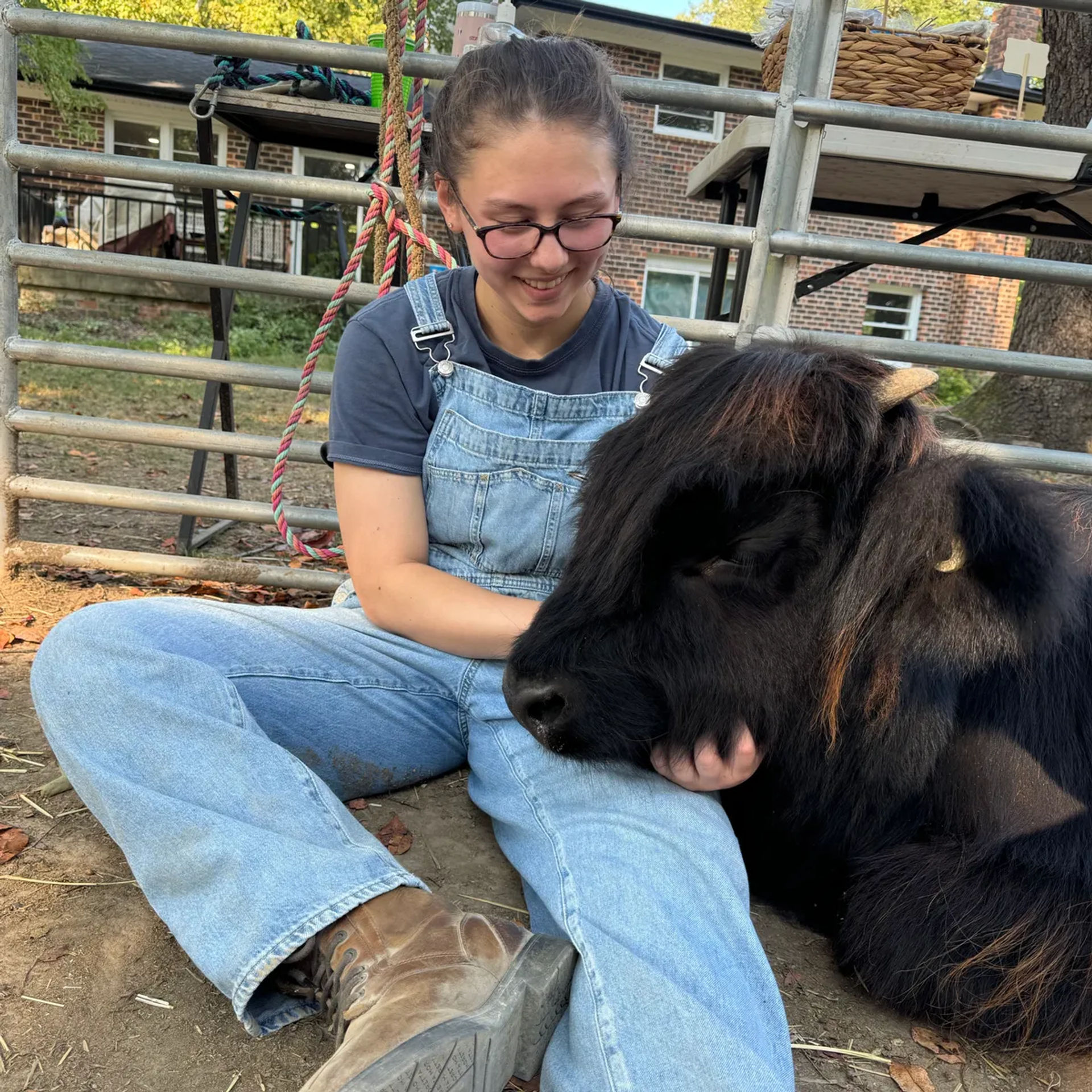 Celebrate with Cows! Group Cow Cuddle Sessions for Parties & Events in Brandywine image 1
