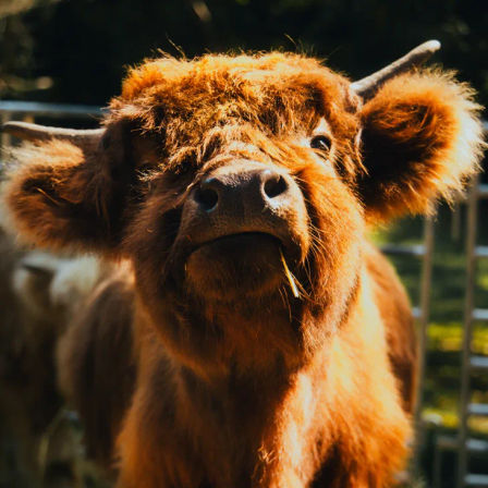 Celebrate with Cows! Group Cow Cuddle Sessions for Parties & Events in Brandywine image 4