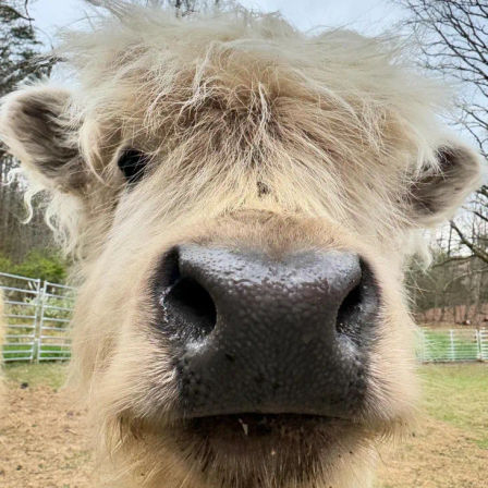 Celebrate with Cows! Group Cow Cuddle Sessions for Parties & Events in Brandywine image 2