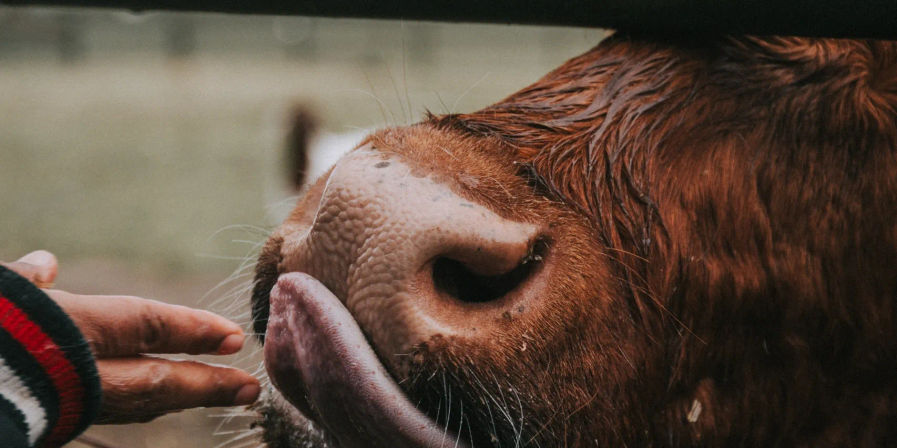 Celebrate with Cows! Group Cow Cuddle Sessions for Parties & Events in Brandywine image 8