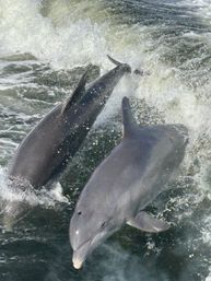 Ultimate Day on the Water: Private Yacht Charter image 9