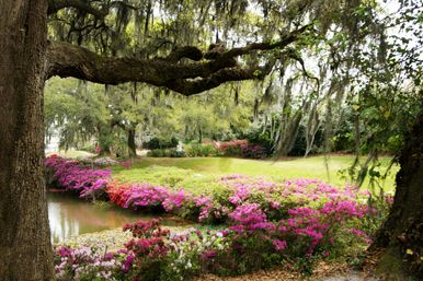 Middleton Place Tour image 5