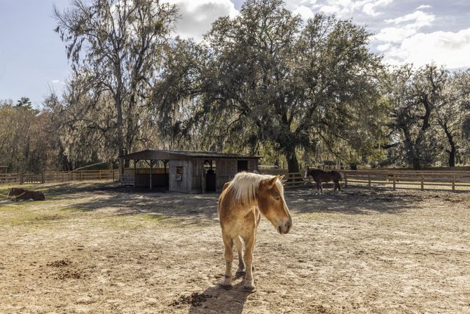 Middleton Place Tour image 2