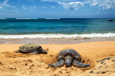 Oahu Ultimate Circle Island Bus Tour: Sea Turtles + Snorkeling, Macadamia Nut Farm, Dole Plantation & More image 4