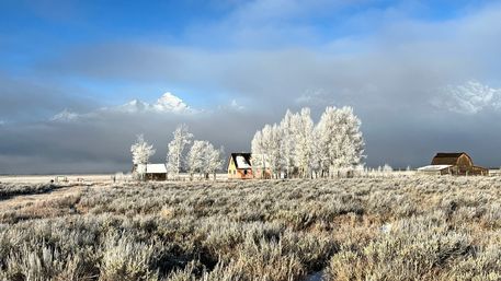 Scenic Safaris: Guided Winter Wildlife Tours in Jackson Hole image 7