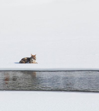 Scenic Safaris: Guided Winter Wildlife Tours in Jackson Hole image 14