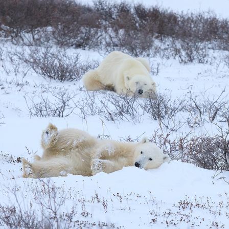 Scenic Safaris: Guided Winter Wildlife Tours in Jackson Hole image 16