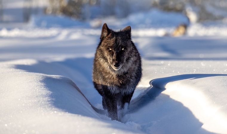 Scenic Safaris: Guided Winter Wildlife Tours in Jackson Hole image 12