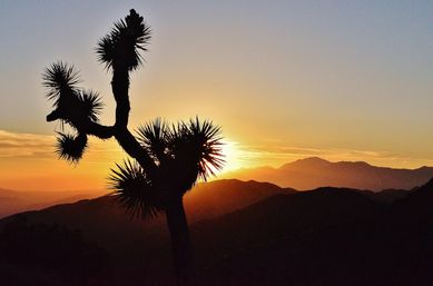 Creative Soul of Joshua Tree Scavenger Hunt: Day Trip from Palm Springs image 4
