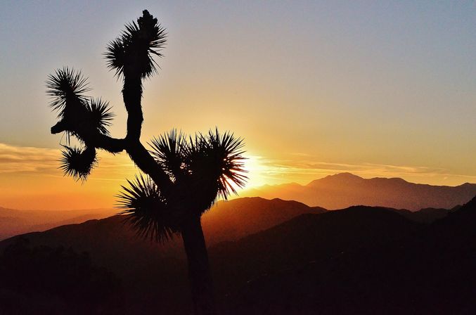 Creative Soul of Joshua Tree Scavenger Hunt: Day Trip from Palm Springs image 4