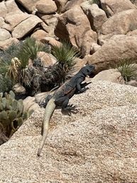Creative Soul of Joshua Tree Scavenger Hunt: Day Trip from Palm Springs image 12
