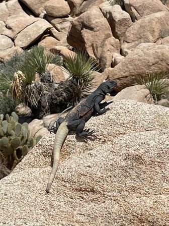 Creative Soul of Joshua Tree Scavenger Hunt: Day Trip from Palm Springs image 12