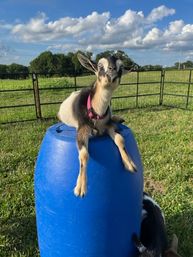 Goat Yoga Adorable Party with Cuddling Optional at Serene Family Farm image 2
